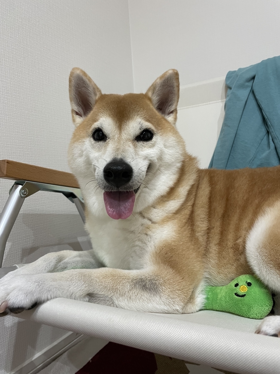 ソファに登る犬
