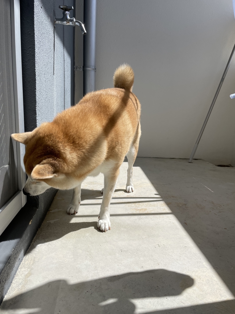 ベランダにいる犬