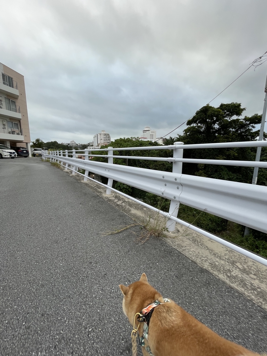 散歩する犬