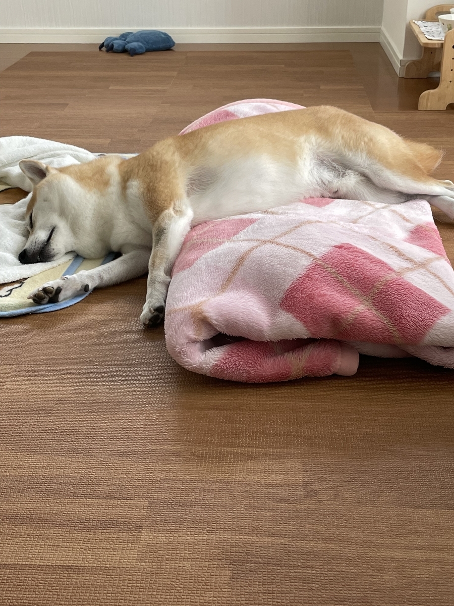 眠る犬