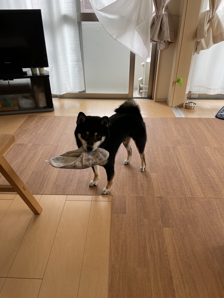 遊ぶ犬