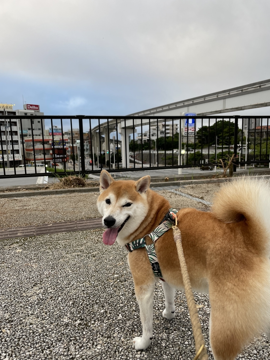 散歩する犬