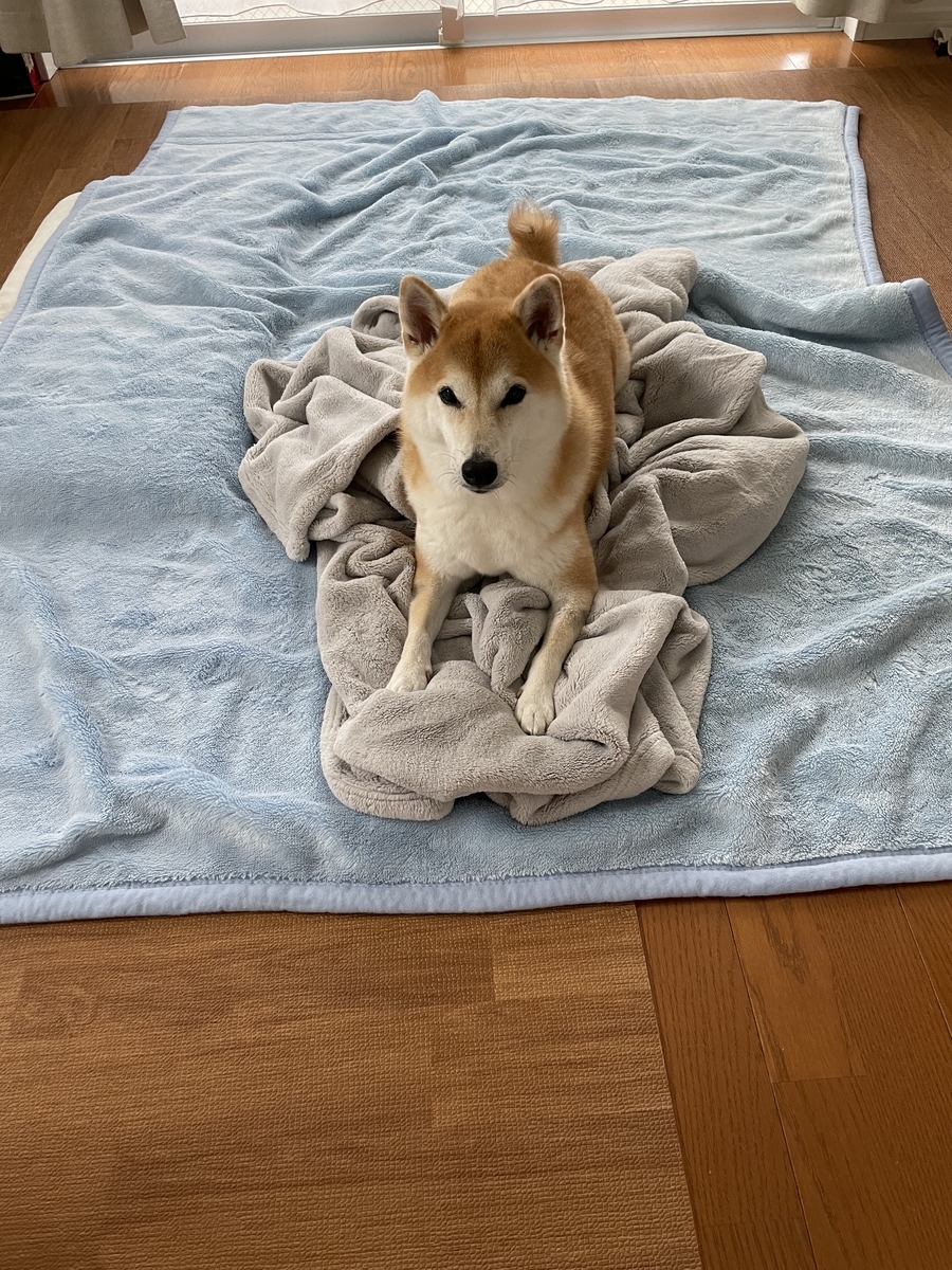 毛布と犬