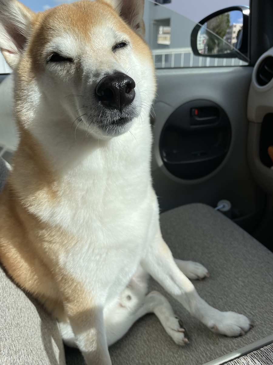 目を細める犬