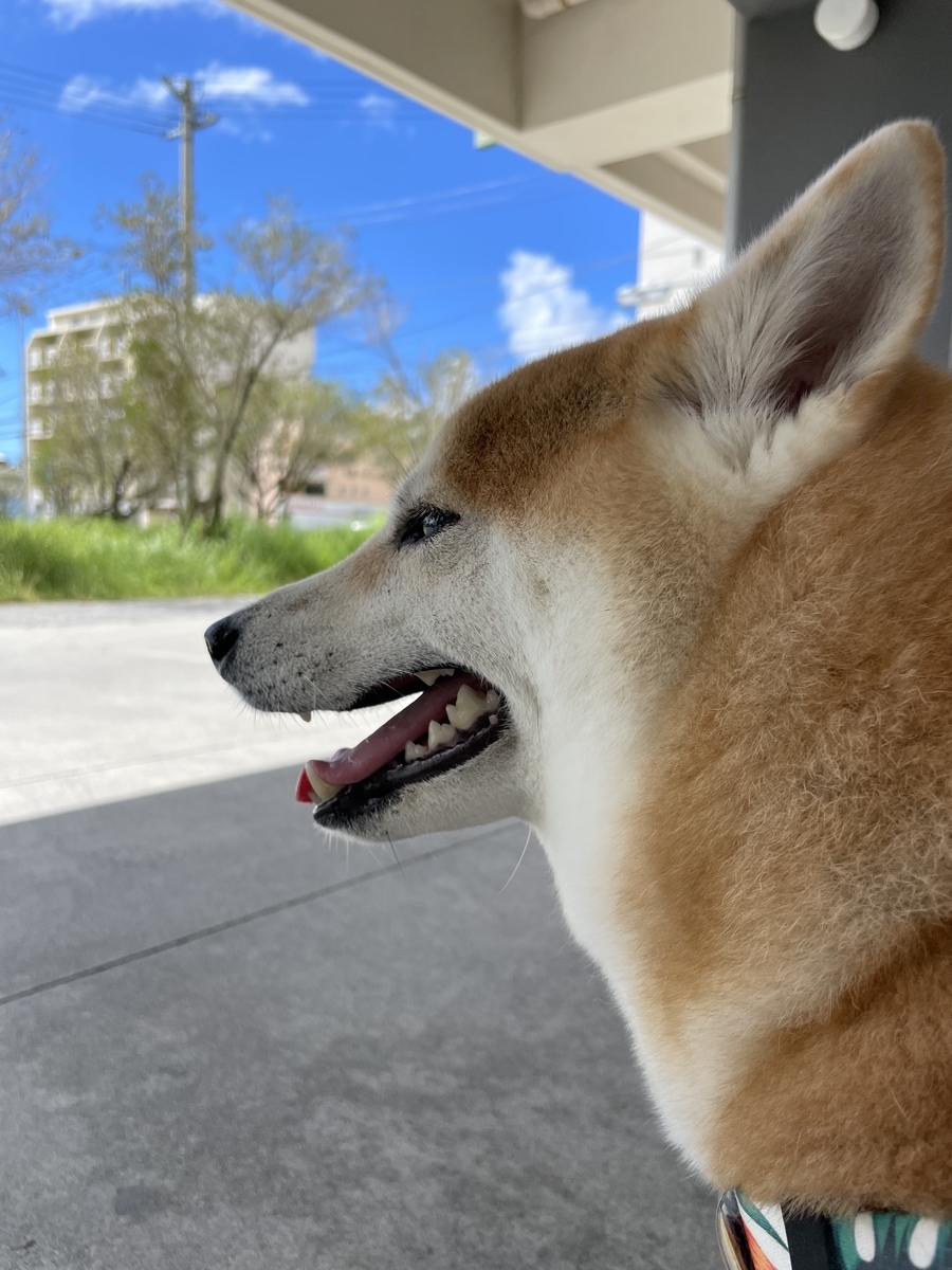 青空と犬