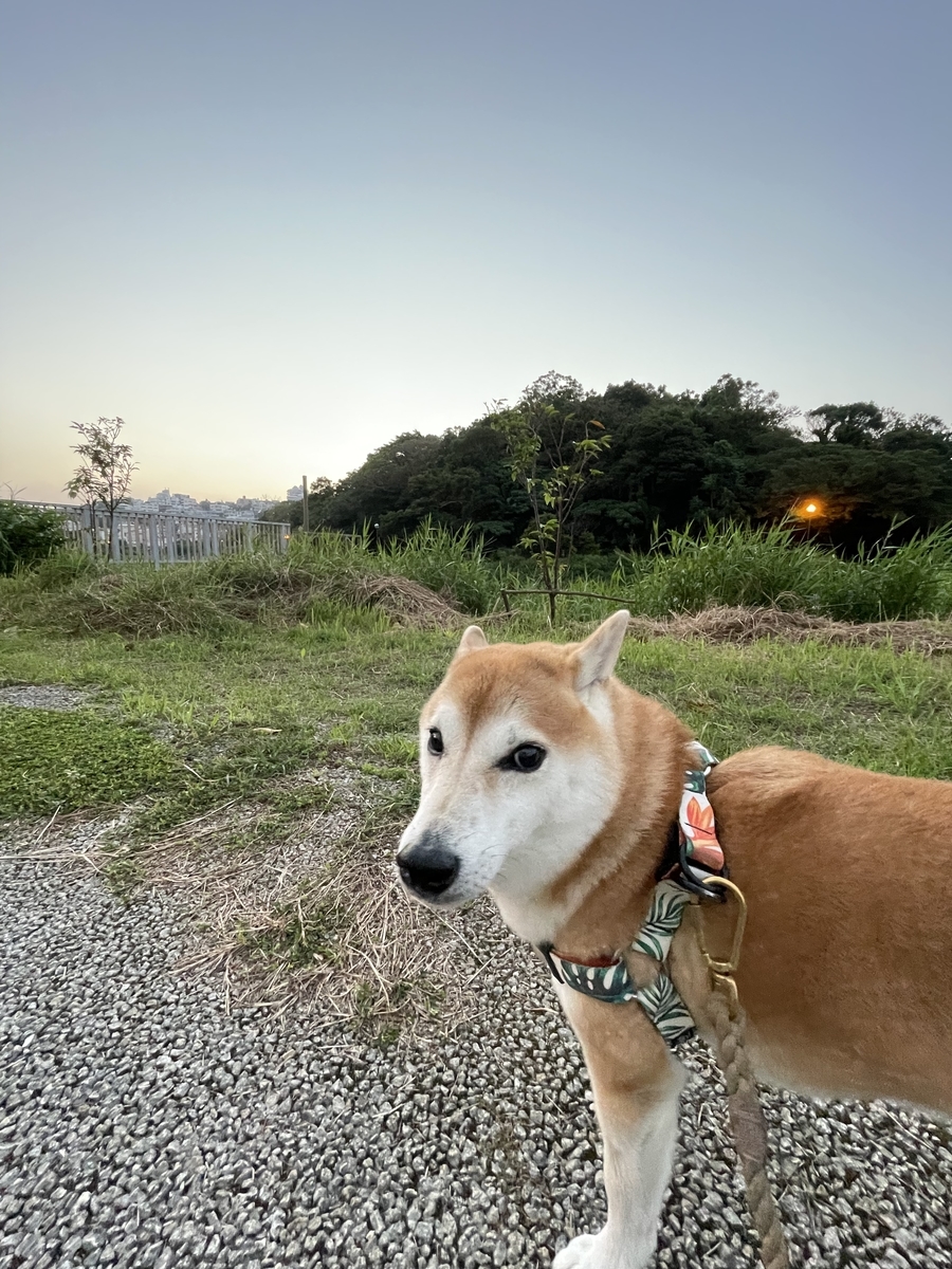 散歩する犬
