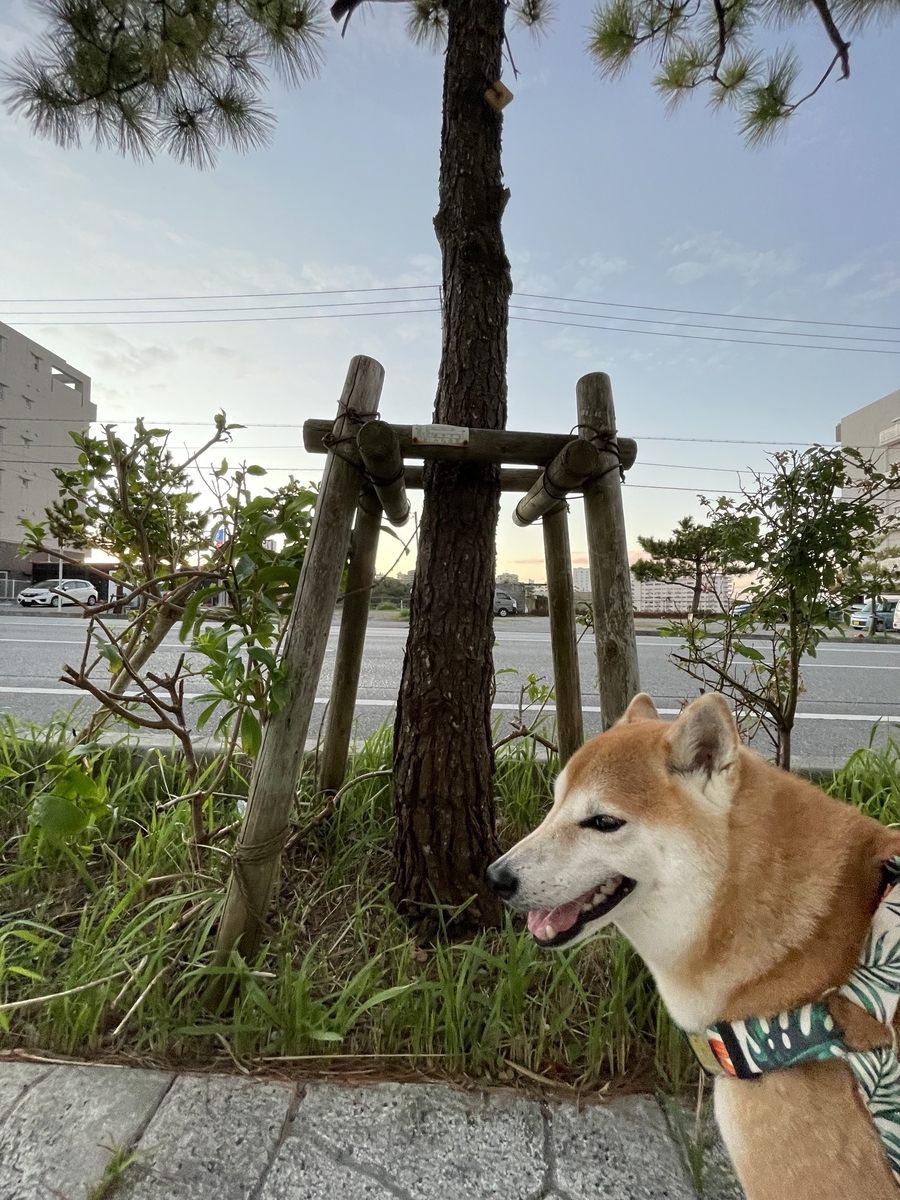 散歩する犬