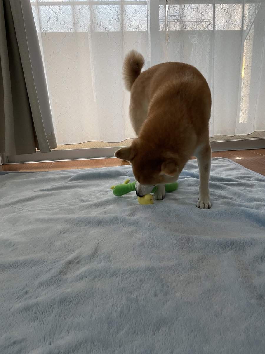 遊ぶ犬