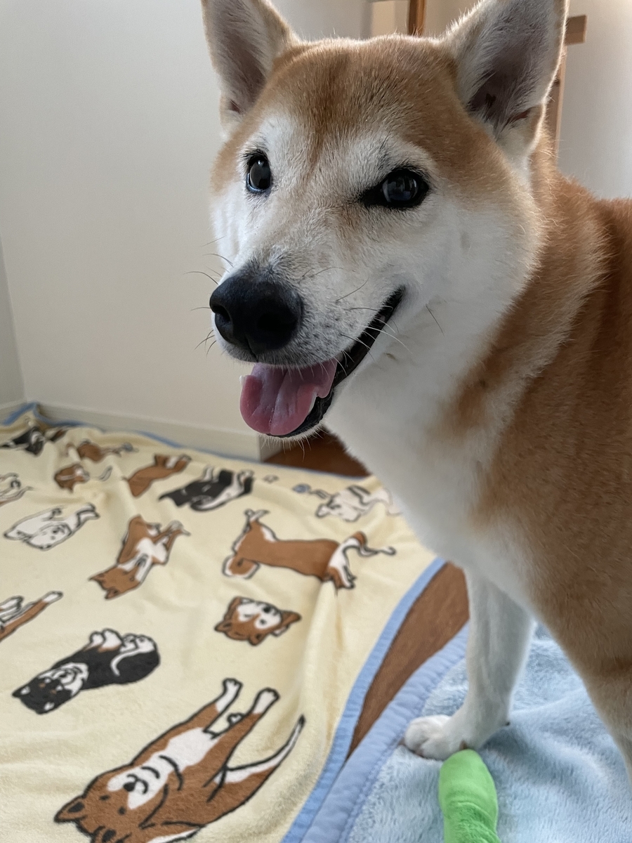 笑顔の犬