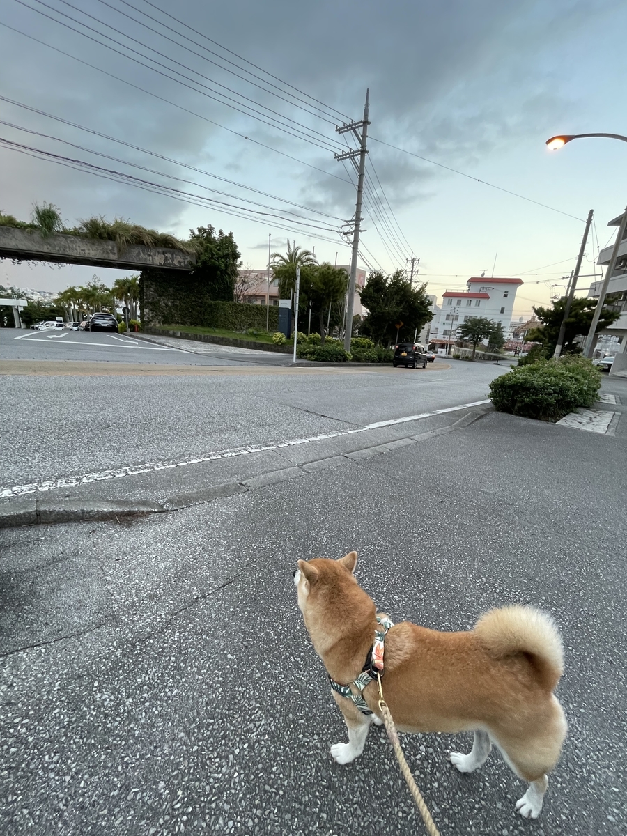 散歩する犬