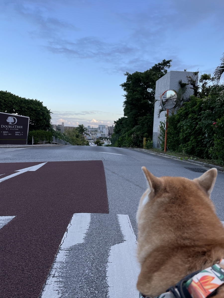 散歩する犬