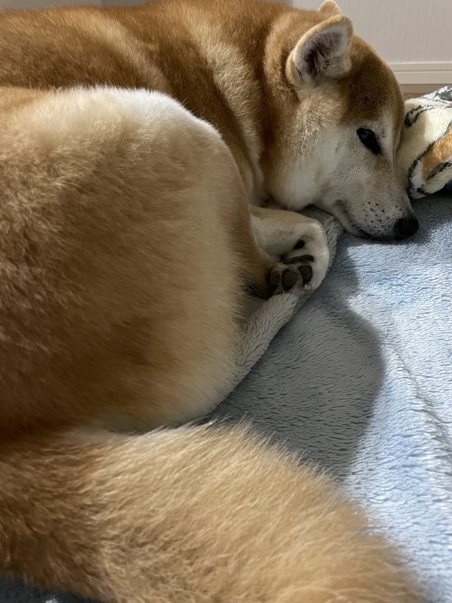 丸まる犬