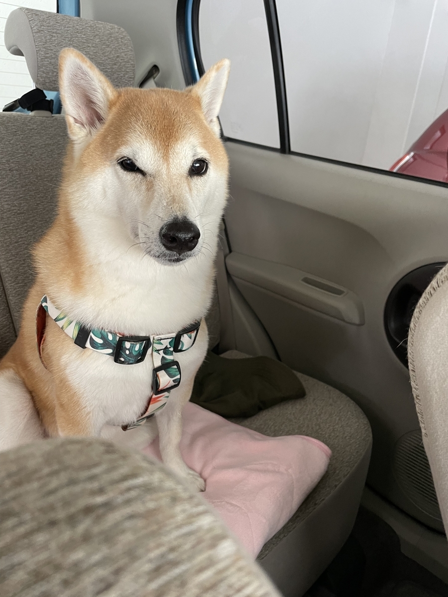 車に乗る犬