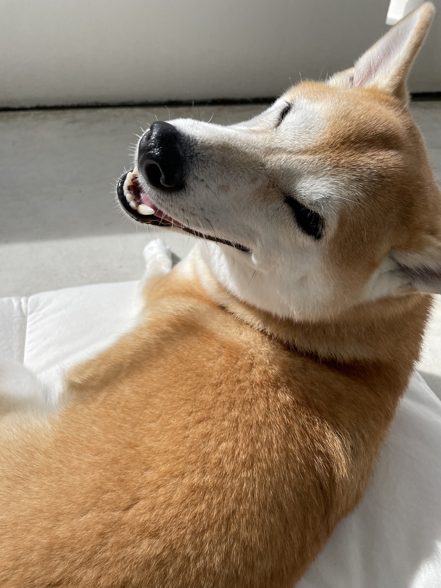 笑う犬