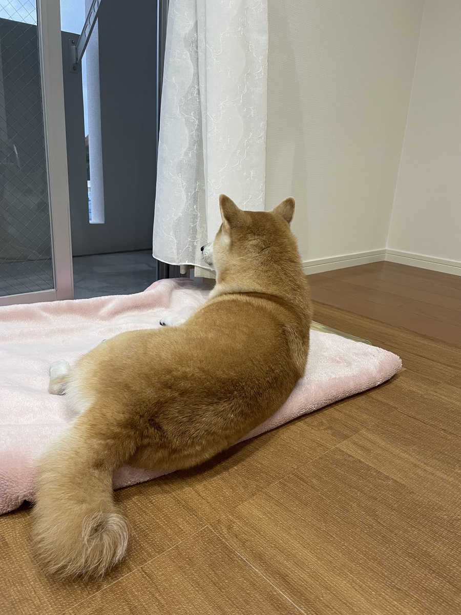 見つめる犬