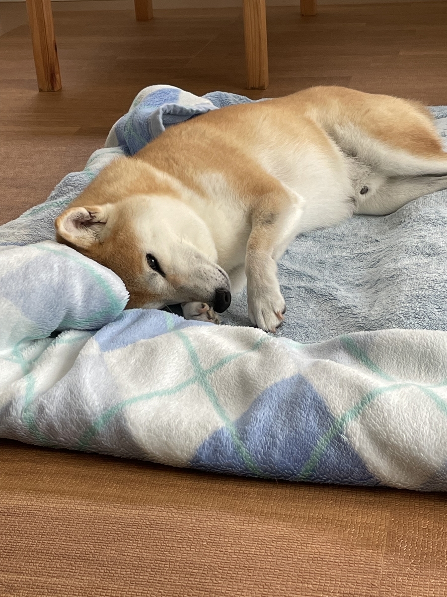 こちらを見る犬