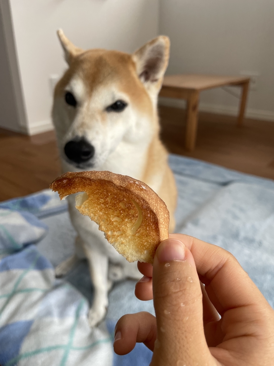 食パンと犬
