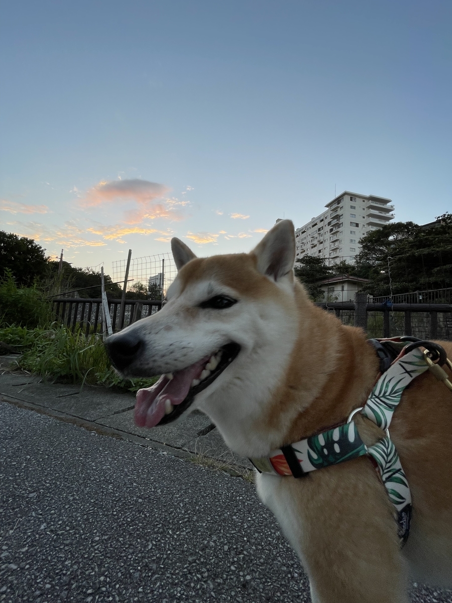 朝焼けと犬