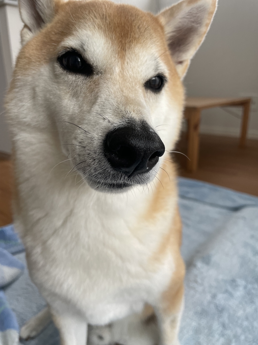 見つめる犬