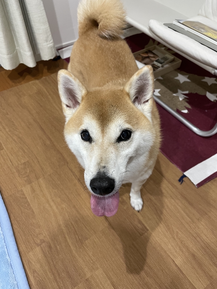 喜ぶ犬