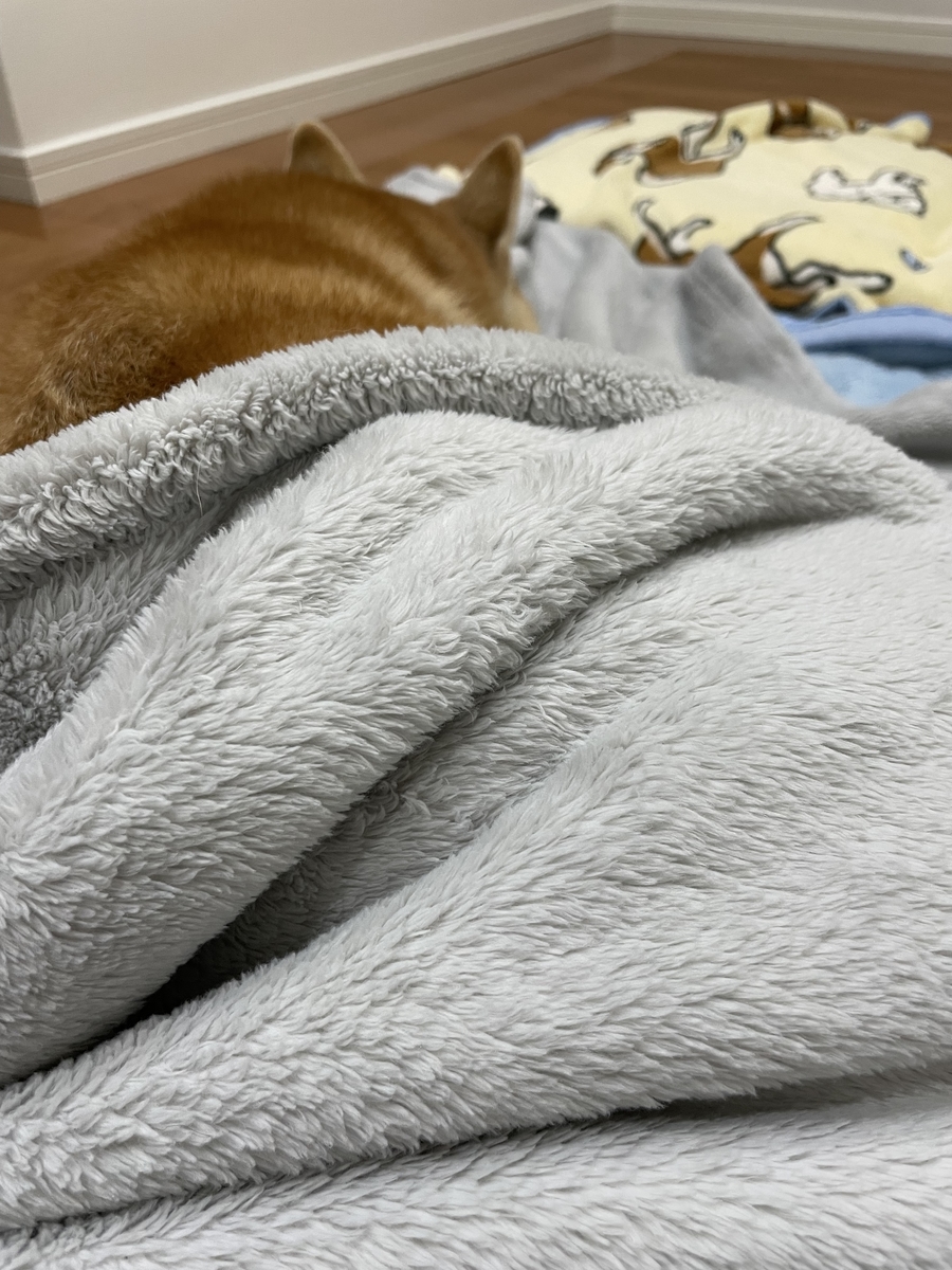 眠る犬