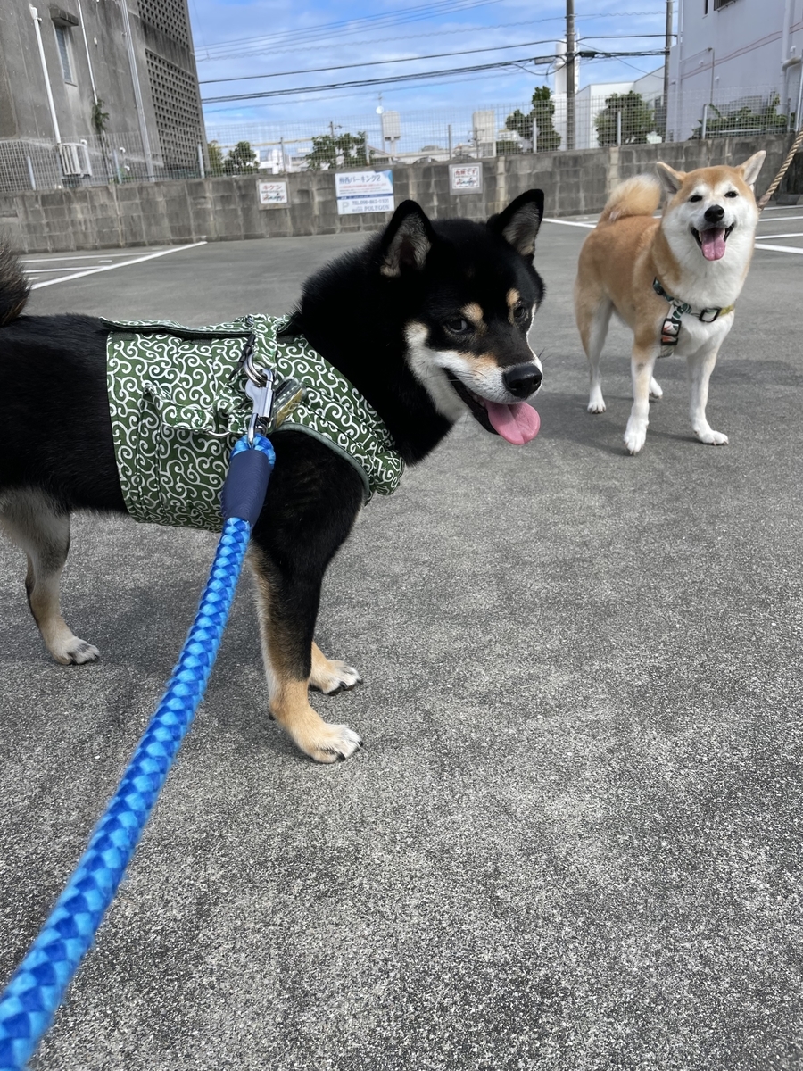 散歩する犬