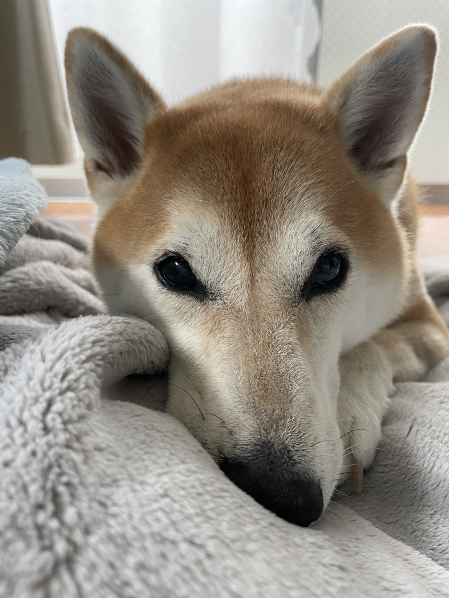 見つめる犬