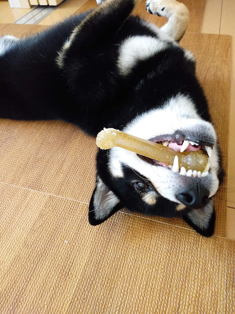 骨を咥える犬