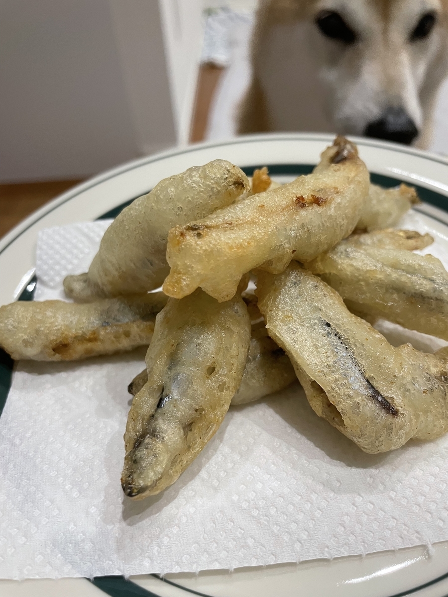 犬と料理