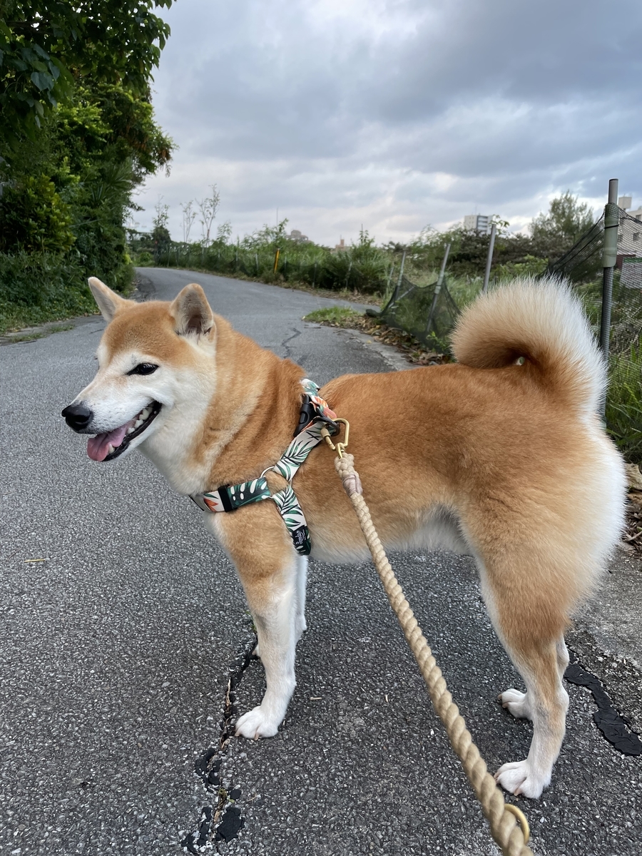 散歩する犬