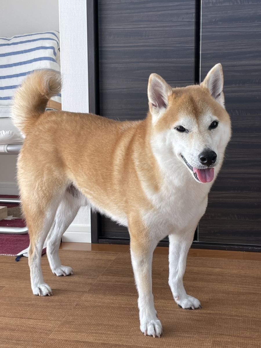 笑顔の犬
