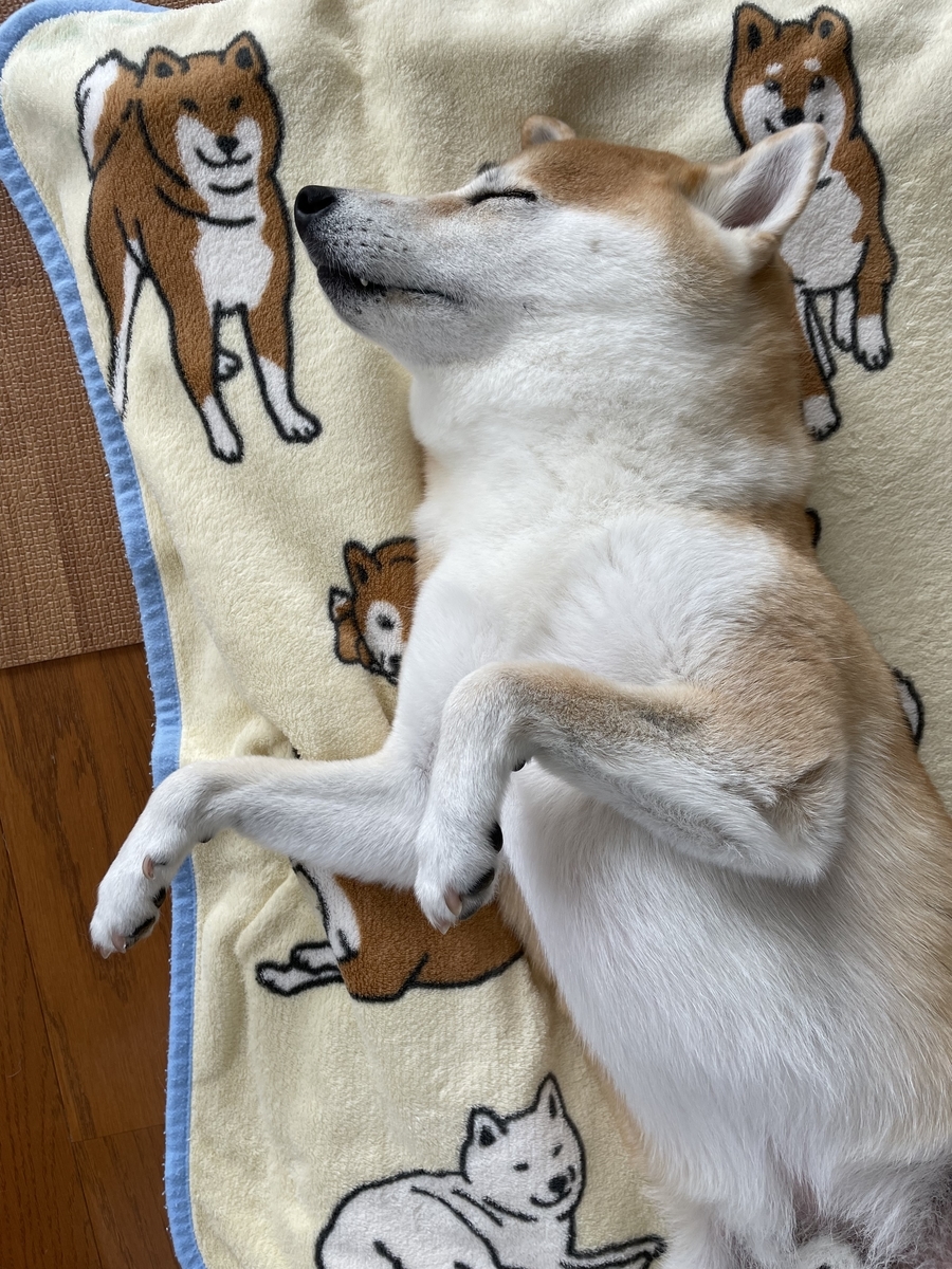 眠る犬