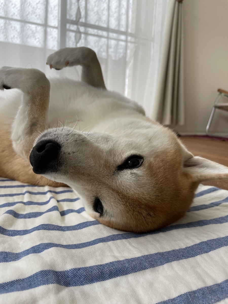 寝転ぶ犬