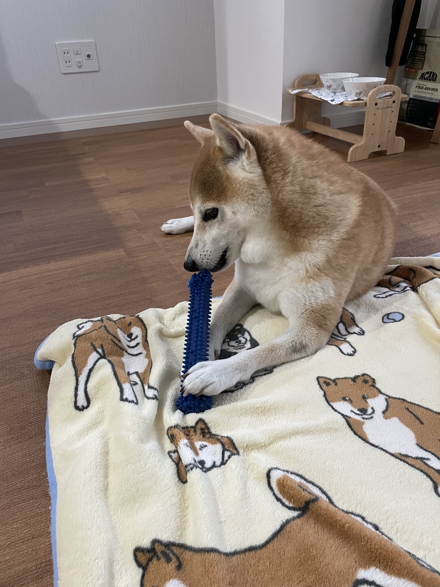 骨噛む犬
