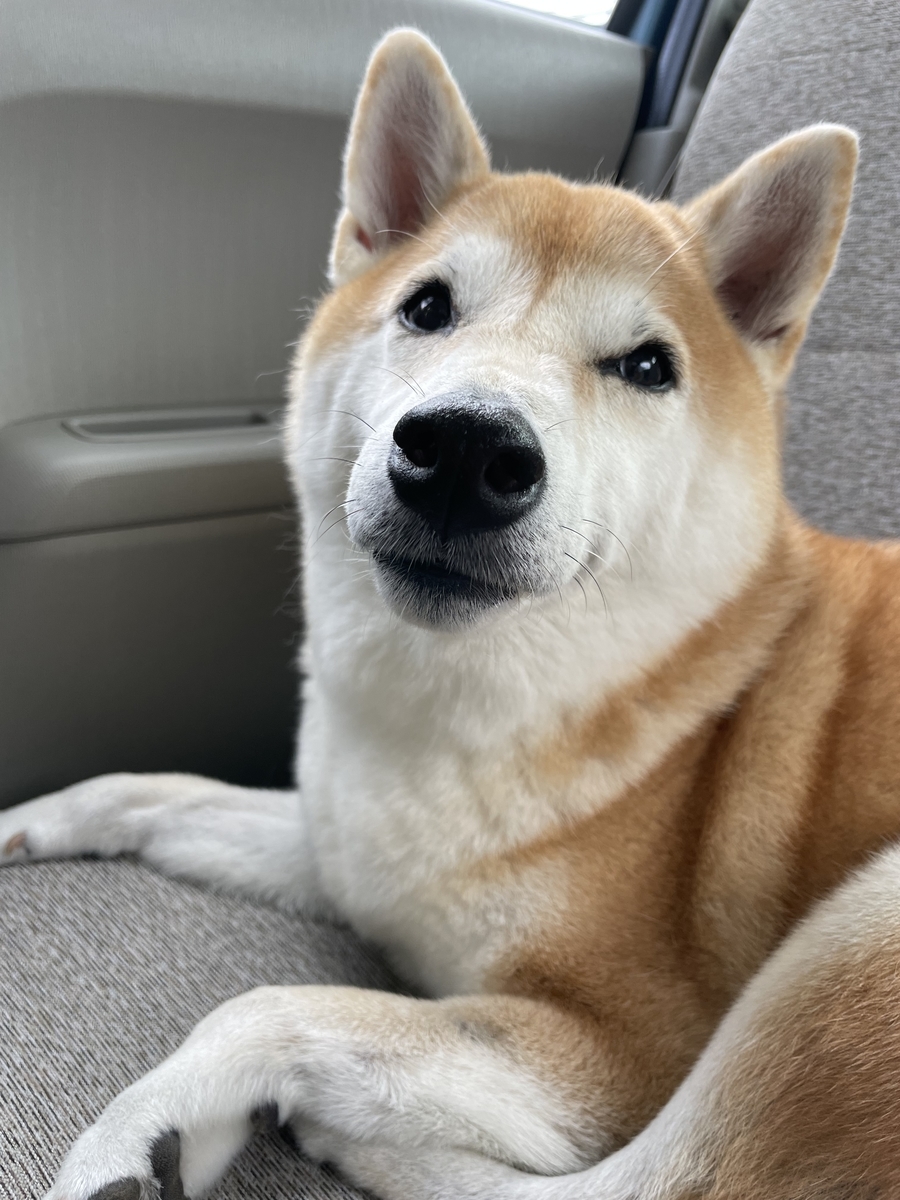 上目遣いの犬