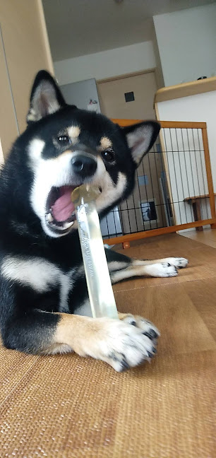 骨を噛む犬