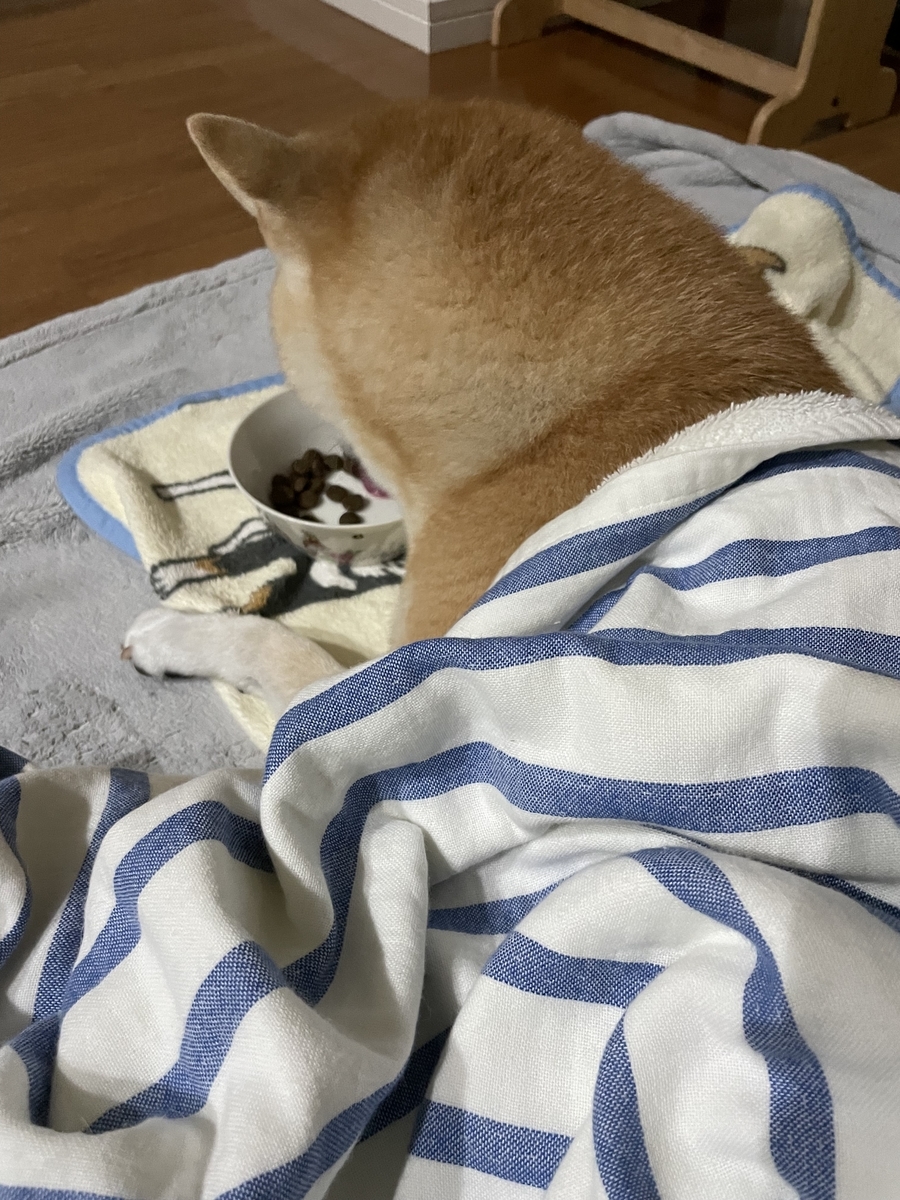 食べる犬
