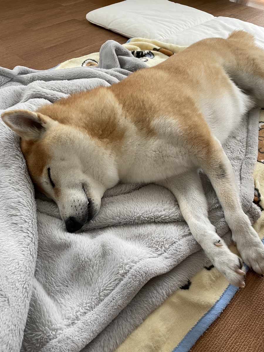 眠る犬