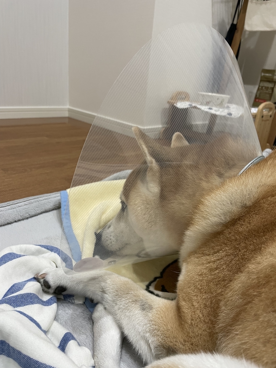不満顔な犬