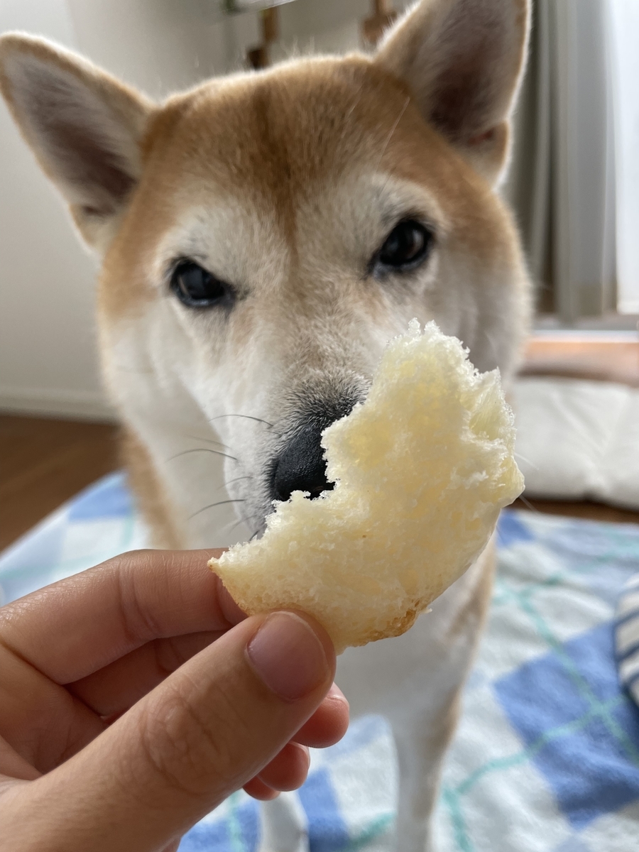 パンと犬