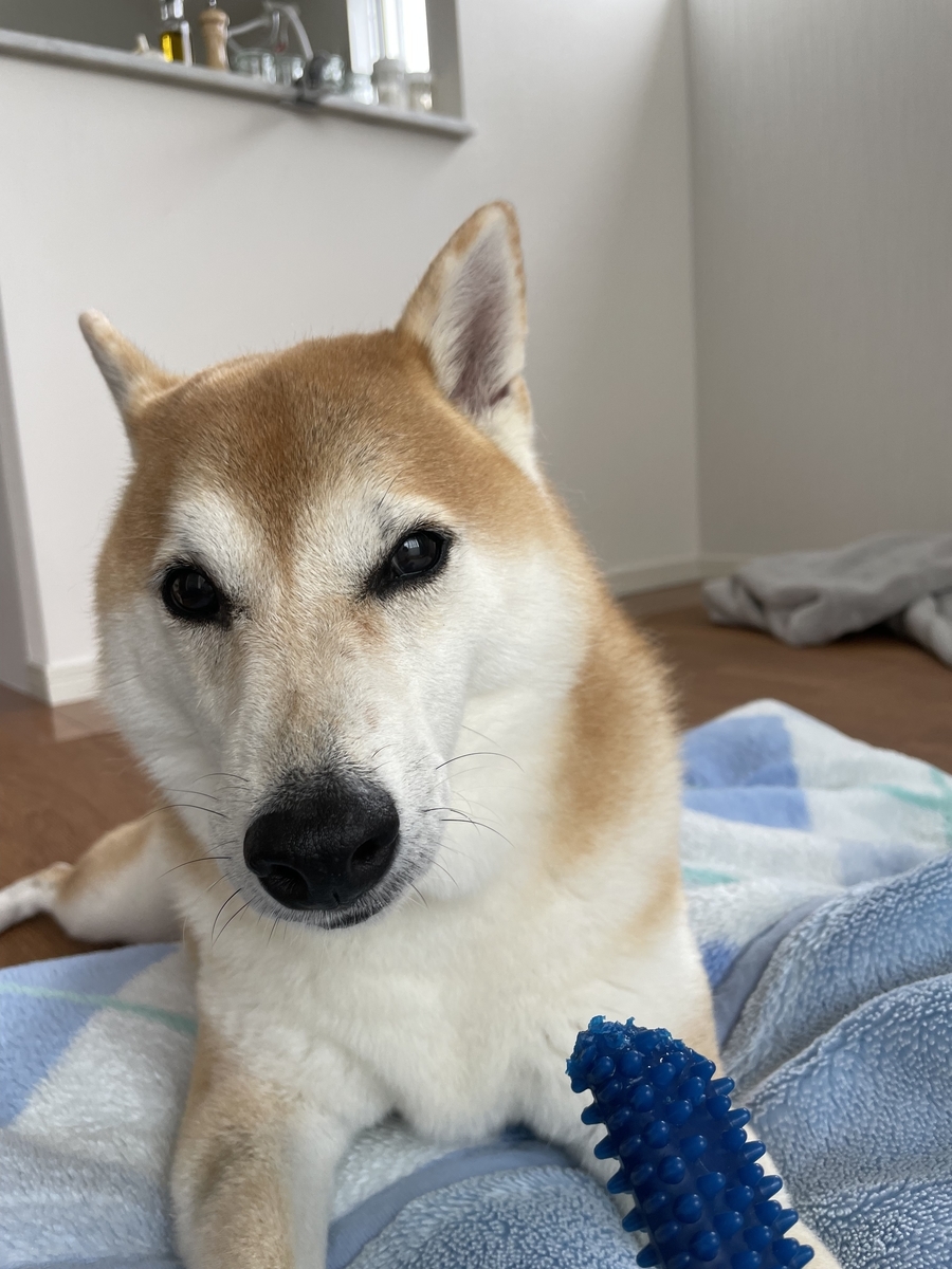 真顔の犬