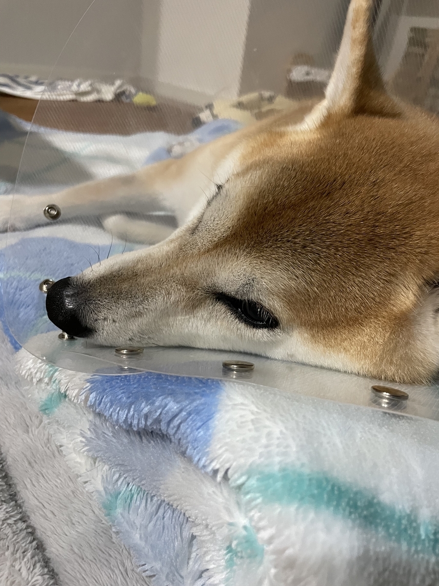 眠る犬