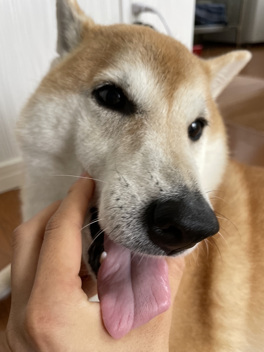 遊ぶ犬