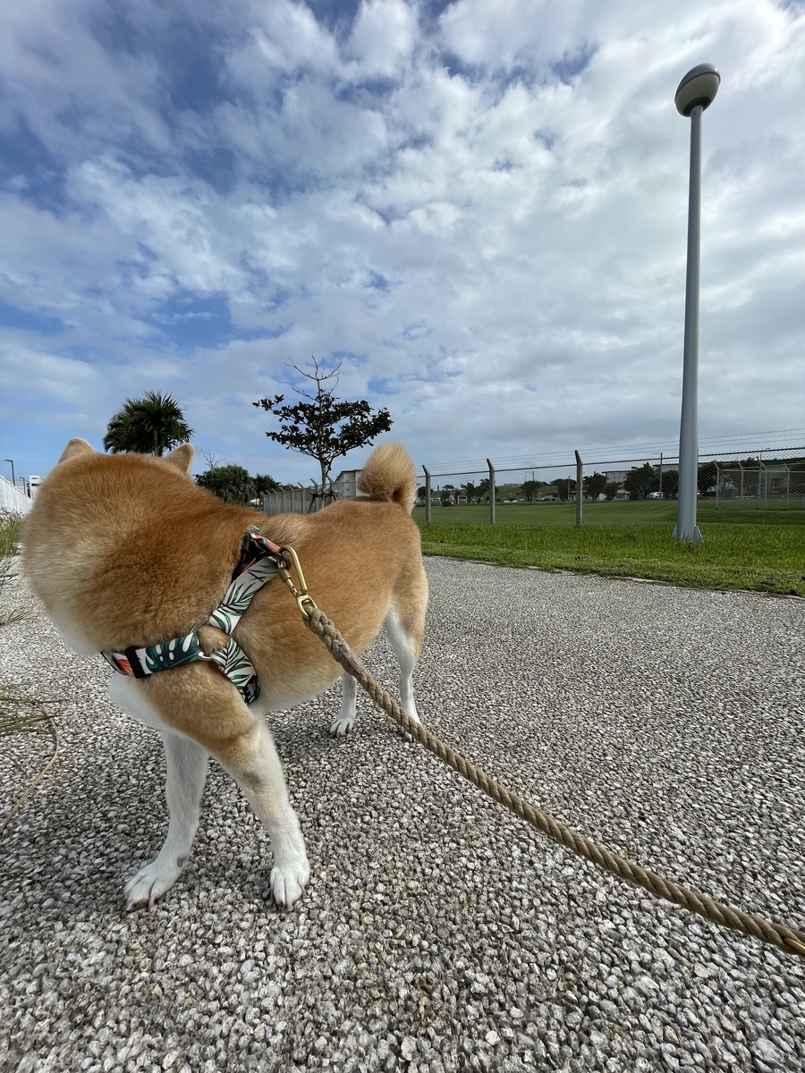 散歩する犬