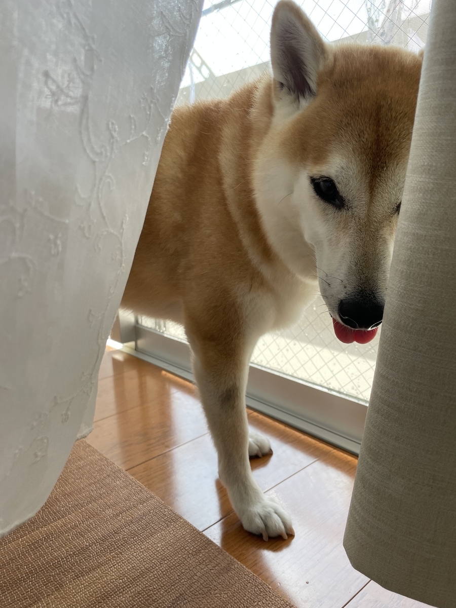 笑う犬