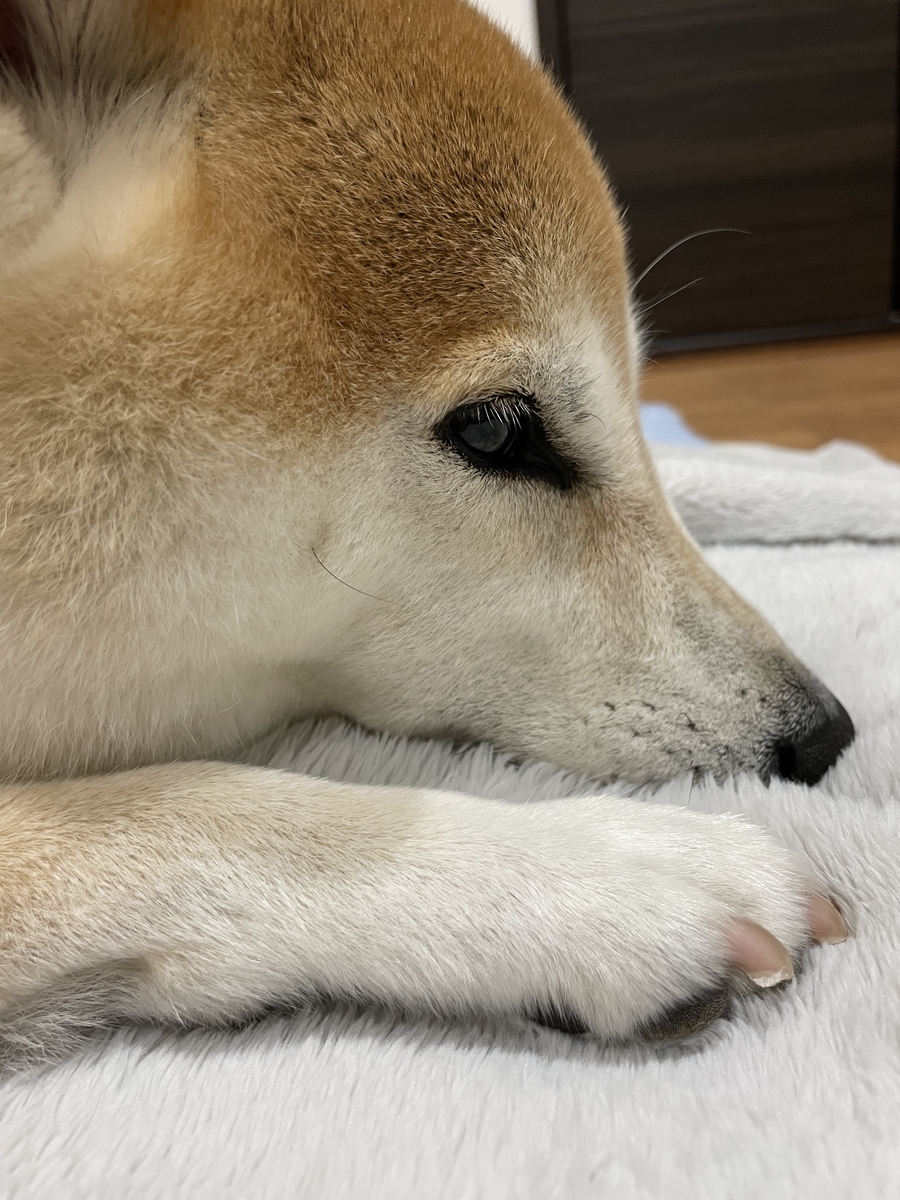 犬の横顔