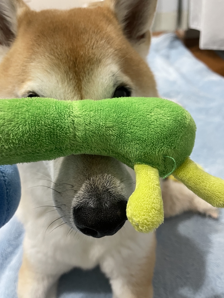 おもちゃと犬