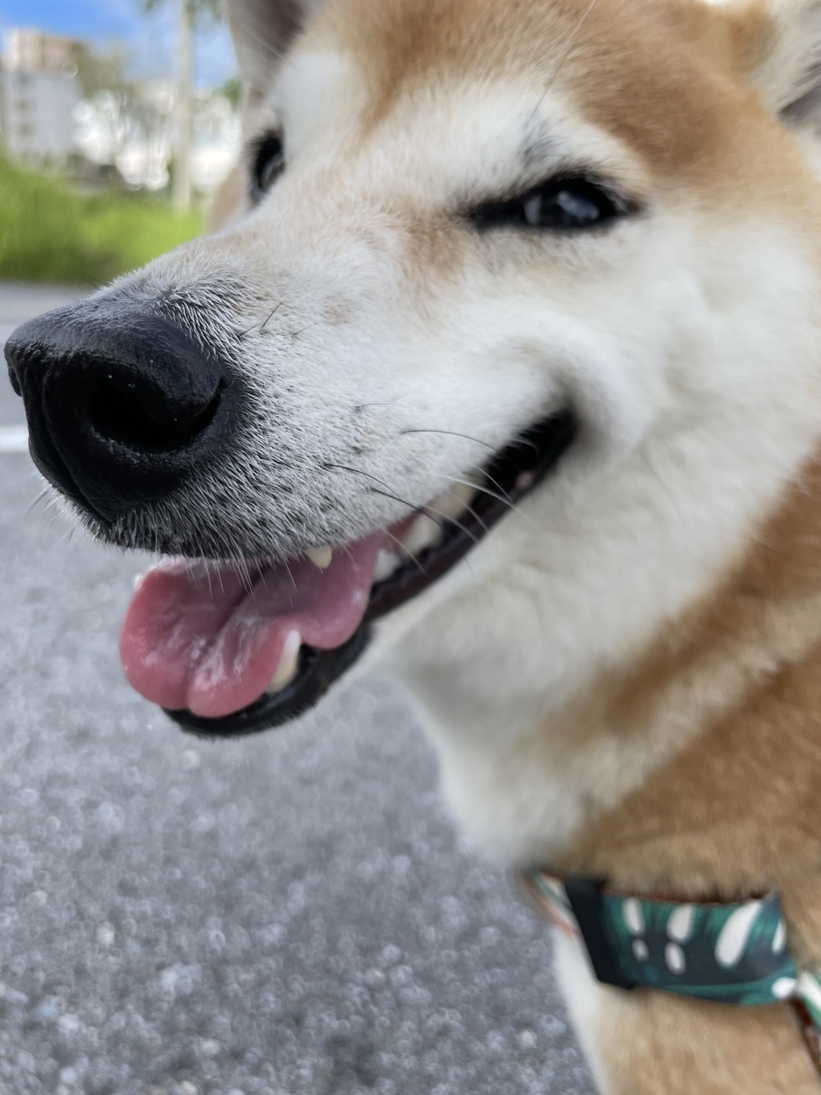 笑う犬