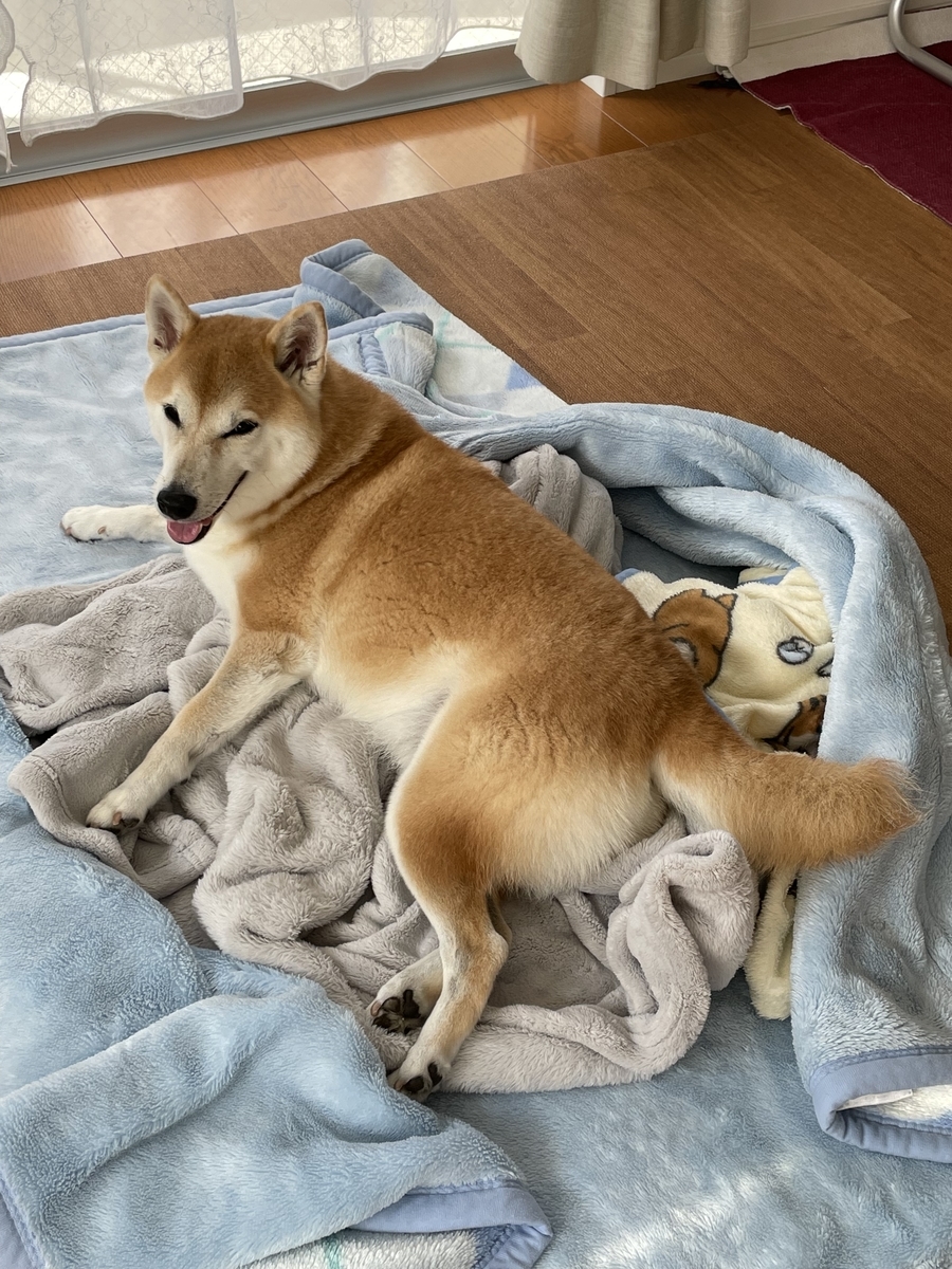 笑う犬