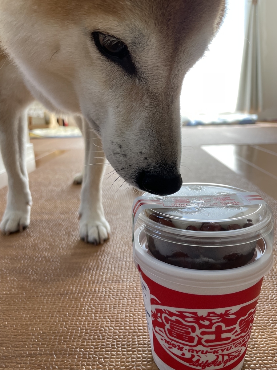 アイスと犬